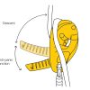 Petzl Abseilgerät I'D L – Bild 3